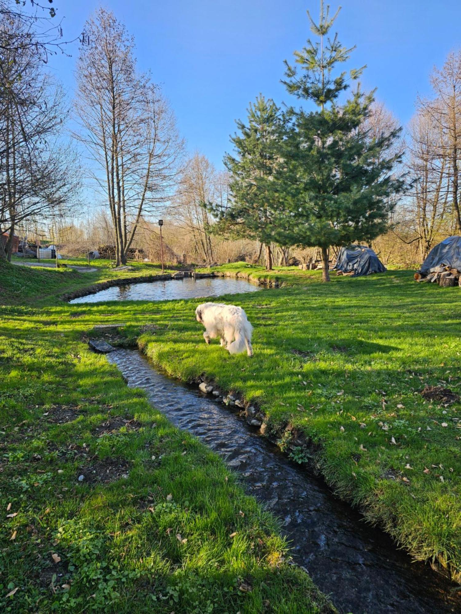 Casa De Vacanta Marin Arpasu de Sus Экстерьер фото